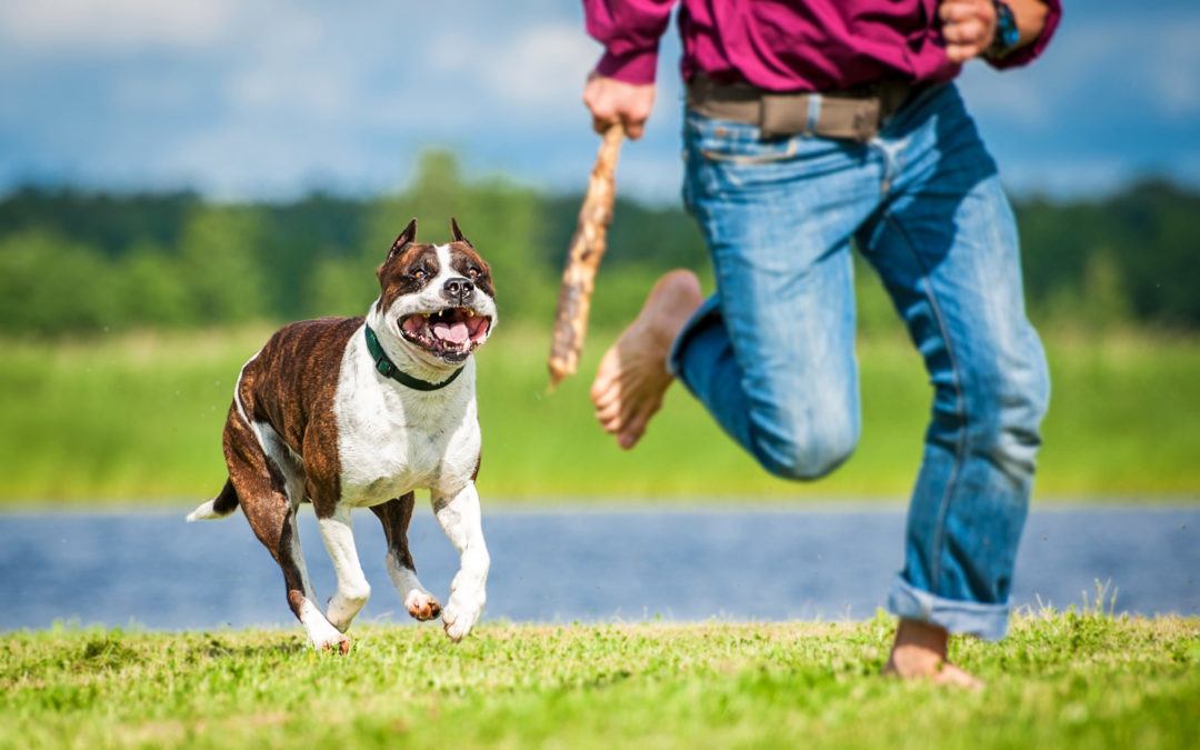 When to hire a dog bite lawyer & how they can help?