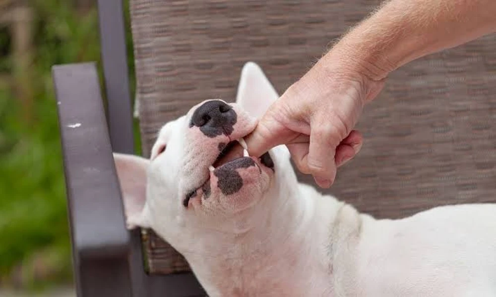 Evidence That Can Make Or Break A Denver Dog Bite Injury Case